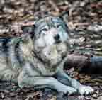 fenale gray wolf